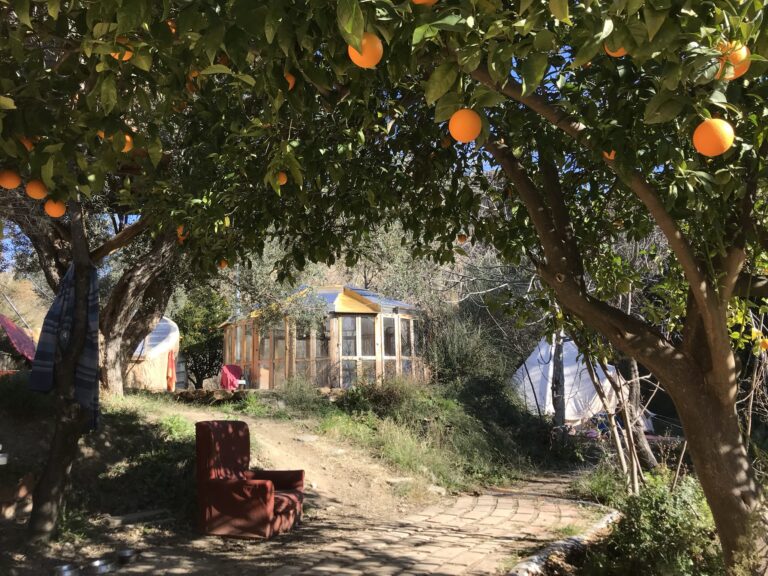 Orange tree with a rustic house in the background at Valle de Sensaciones